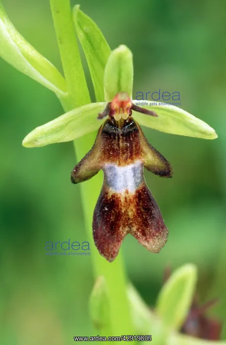  : FLY ORCHID