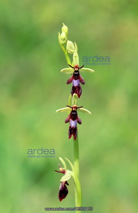  : FLY ORCHID