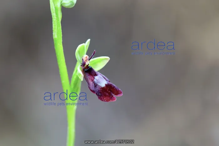 : Fly Orchid : Fly Orchid