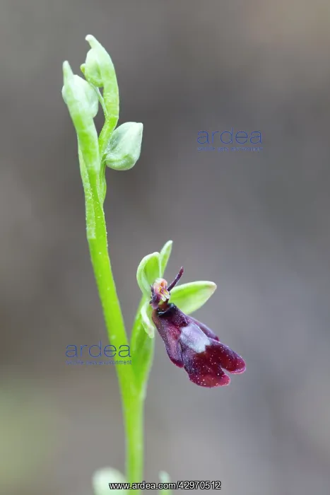 : Fly Orchid : Fly Orchid