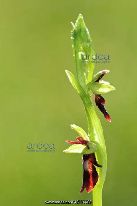 : Fly Orchid : Fly Orchid