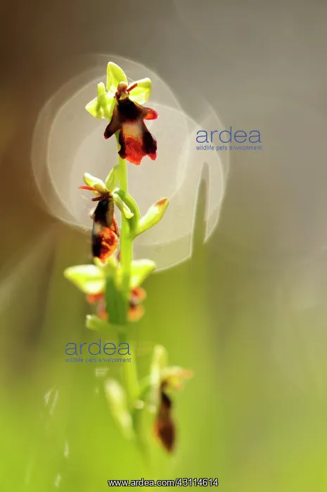 : Fly Orchid : Fly Orchid