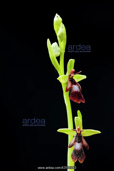 : Fly Orchid : Fly Orchid