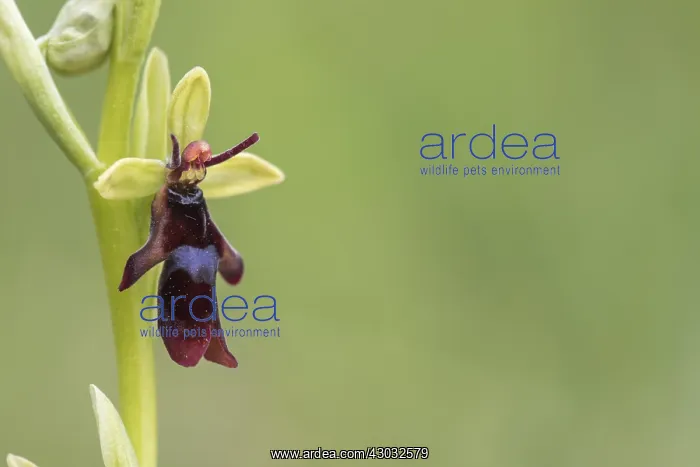 : Fly Orchid - Cumbria - UK : Fly Orchid - Cumbria - UK