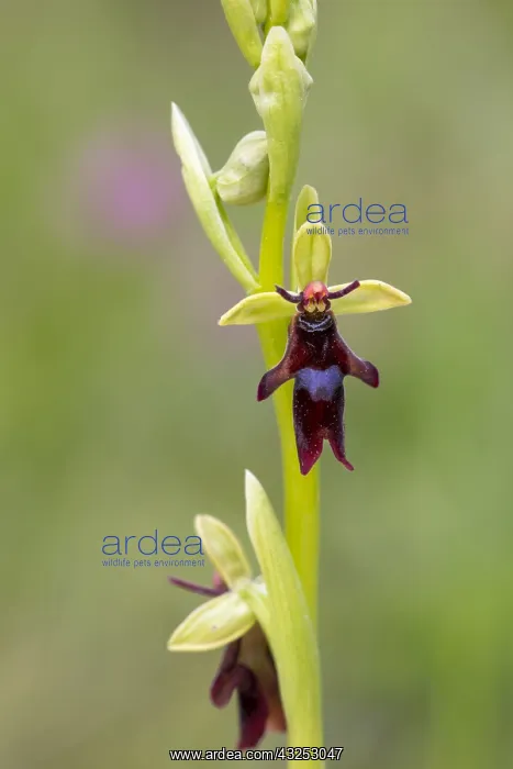  : Fly Orchid - Cumbria - UK