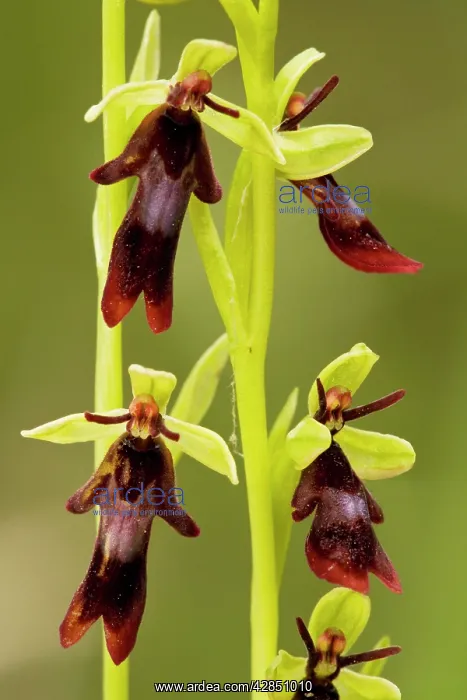 : Fly Orchid - in flower. Insect-mimic : Fly Orchid - in flower. Insect-mimic