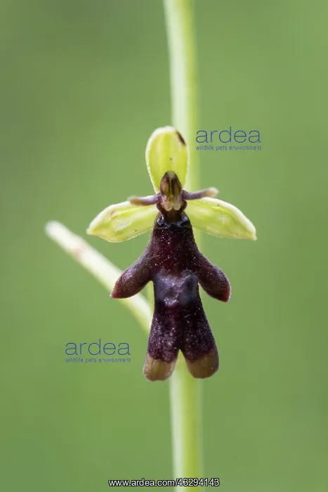 : Fly Orchid - flowering - Germany : Fly Orchid - flowering - Germany