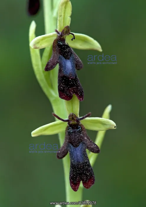 : Fly orchid flowers. Insect mimic : Fly orchid flowers. Insect mimic