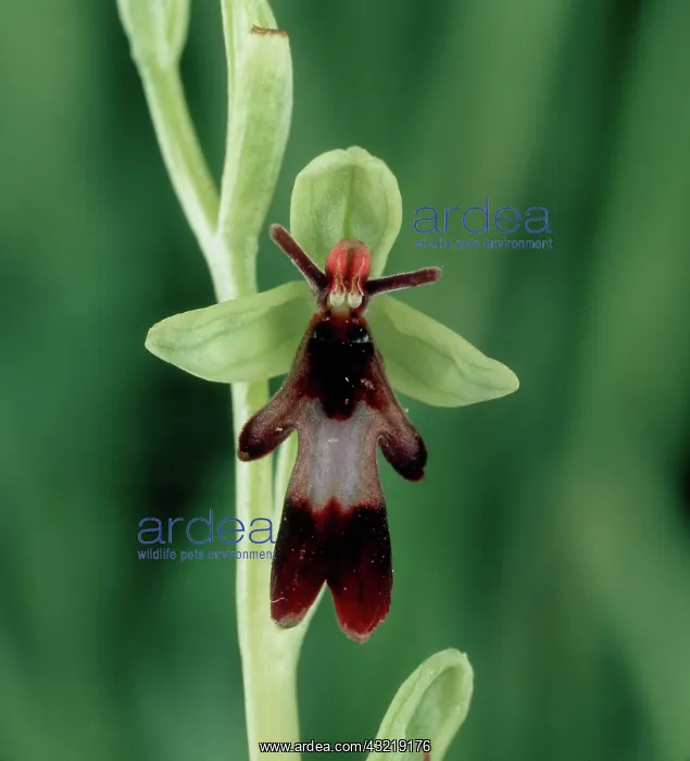 : Fly orchid (Ophrys insectifera) : Fly orchid (Ophrys insectifera)