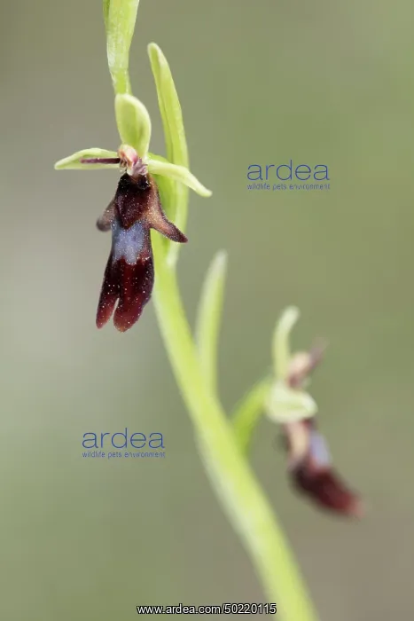: Fly orchid (Ophrys insectifera), flower detail, Piedmont, Italy : Fly orchid (Ophrys insectifera), flower detail, Piedmont, Italy