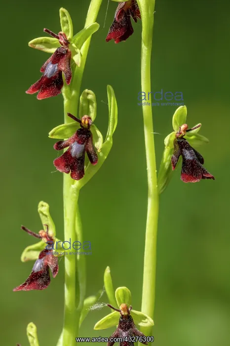 : Fly Orchid, Ophrys insectifera, in flower on chalky : Fly Orchid, Ophrys insectifera, in flower on chalky