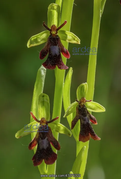 : Fly Orchid, Ophrys insectifera, in flower on chalky : Fly Orchid, Ophrys insectifera, in flower on chalky