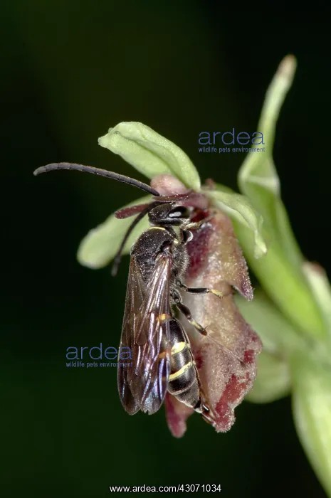 : Fly Orchid (Ophrys insectifera) pollinated by Argogorytes : Fly Orchid (Ophrys insectifera) pollinated by Argogorytes