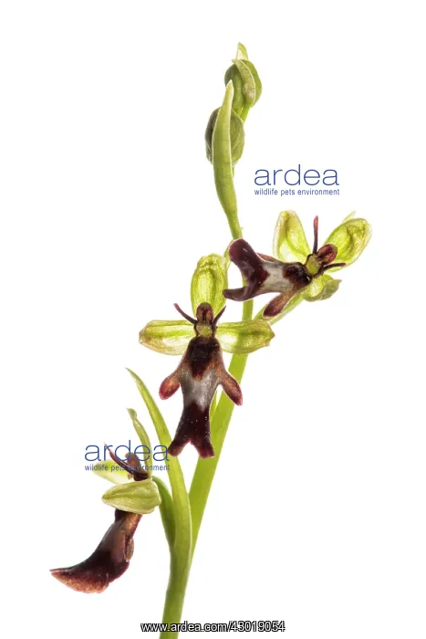  : Fly Orchid on white background