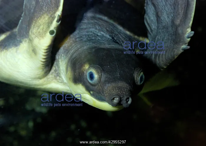 : Fly River Turtle : Fly River Turtle