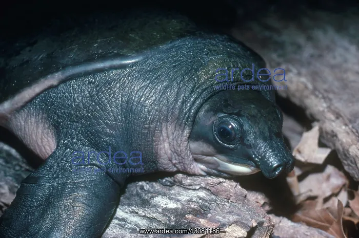 : Fly River Turtle : Fly River Turtle