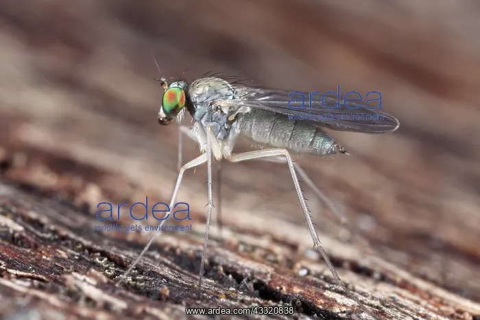 : Fly (Sciapus spec) sitting on bark, The Netherlands, Drenthe : Fly (Sciapus spec) sitting on bark, The Netherlands, Drenthe
