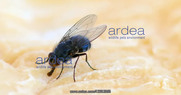 : Fly standing on a Piece of Cheese, Normandy in France : Fly standing on a Piece of Cheese, Normandy in France