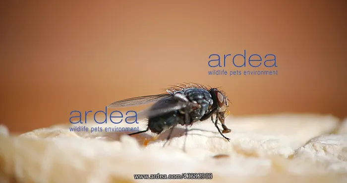 : Fly standing on a Piece of Cheese, Normandy in France : Fly standing on a Piece of Cheese, Normandy in France