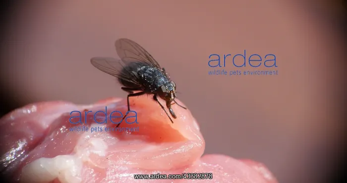 : Fly standing on a Piece of Meet, Normandy in France : Fly standing on a Piece of Meet, Normandy in France