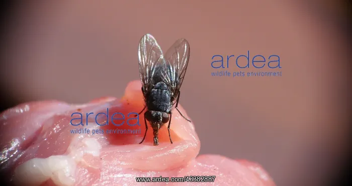 : Fly standing on a Piece of Meet, Normandy in France : Fly standing on a Piece of Meet, Normandy in France