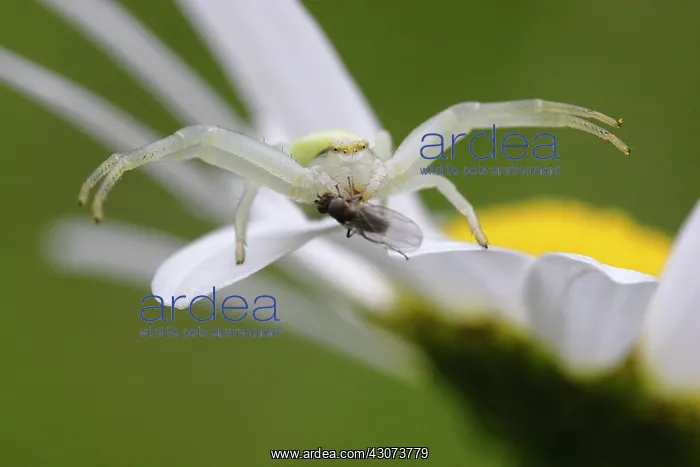 : Fly traveling without seeing a Goldenrod Spider : Fly traveling without seeing a Goldenrod Spider