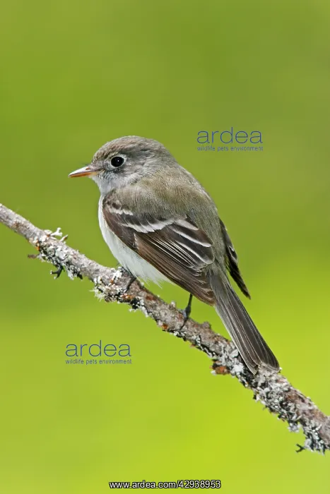 : Least Flycatcher : Least Flycatcher