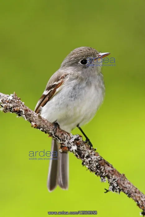 : Least Flycatcher : Least Flycatcher