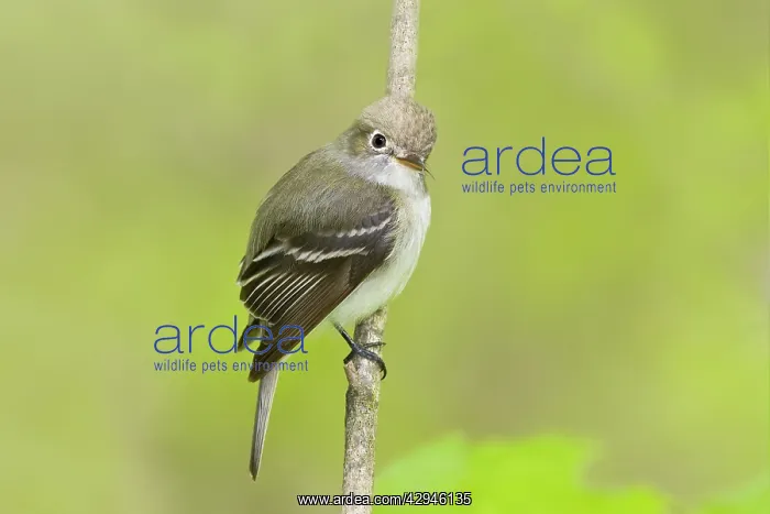 : Least Flycatcher : Least Flycatcher