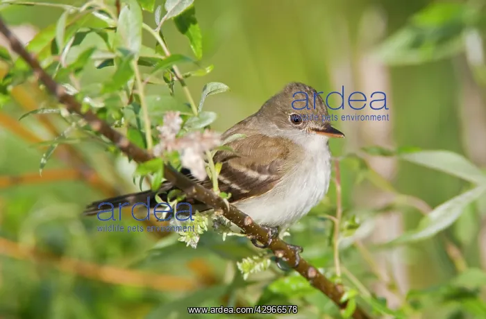 : Least Flycatcher : Least Flycatcher