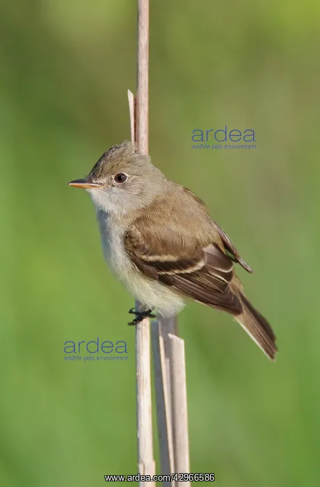 : Least Flycatcher : Least Flycatcher