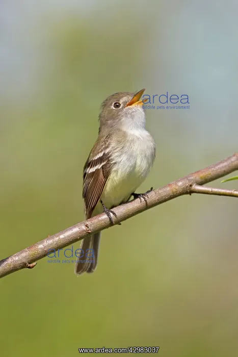 : Least Flycatcher : Least Flycatcher