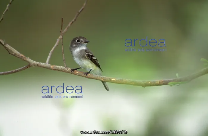 : Least Flycatcher : Least Flycatcher