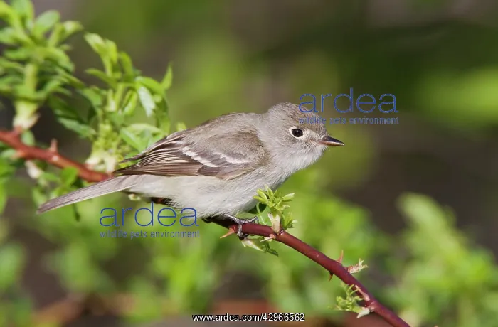 : Least Flycatcher - on territory : Least Flycatcher - on territory