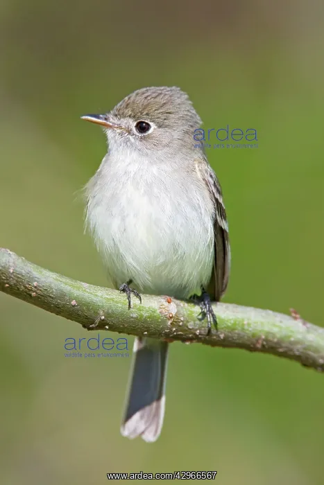 : Least Flycatcher - on territory : Least Flycatcher - on territory