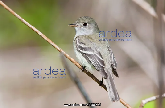 : Least Flycatcher - on territory : Least Flycatcher - on territory