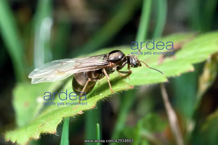 : Flying Ant - of Black Garden Ants - emerging from nest : Flying Ant - of Black Garden Ants - emerging from nest