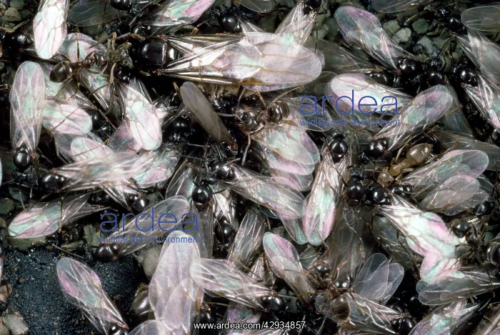 : Flying Ants - of Black Garden Ants - emerging from nest : Flying Ants - of Black Garden Ants - emerging from nest