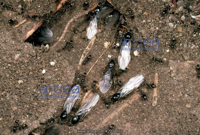 : Flying Ants - of Black Garden Ants - in nest with workers : Flying Ants - of Black Garden Ants - in nest with workers