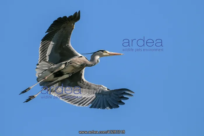 : Flying (Ardea cinerea) in front of blue sky, Oldenburger : Flying (Ardea cinerea) in front of blue sky, Oldenburger