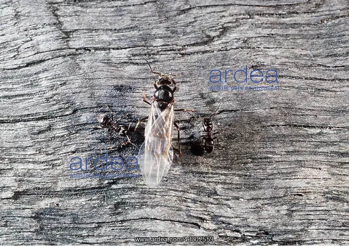 : FLYING BLACK ANT - with workers : FLYING BLACK ANT - with workers