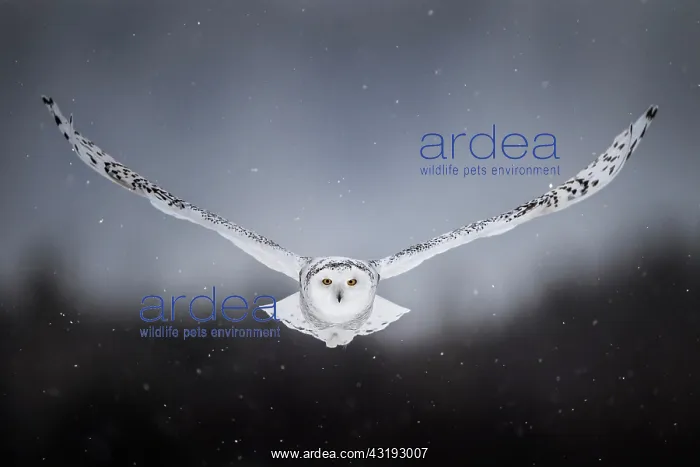 : Flying canadian snowy owl (Bubo scandiacus), Quebec : Flying canadian snowy owl (Bubo scandiacus), Quebec