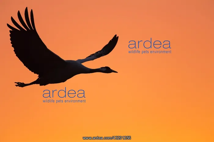 : Flying Common crane (grus grus) in front of orange : Flying Common crane (grus grus) in front of orange