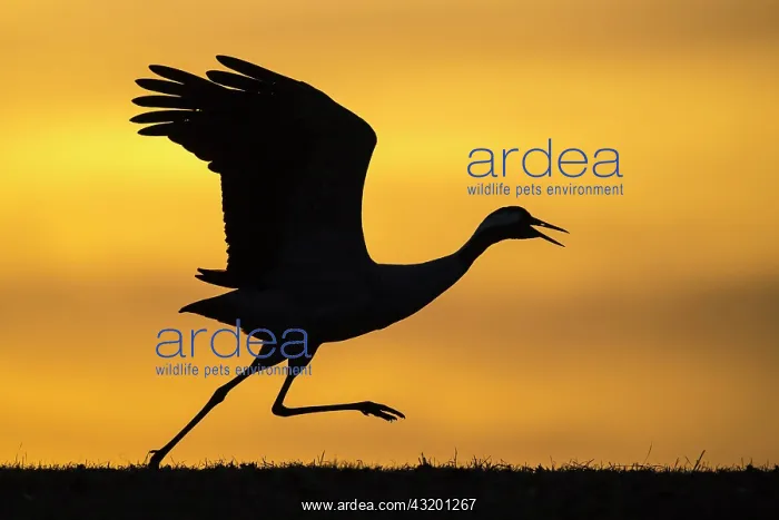 : Flying crane (grus grus) in front of morning sky : Flying crane (grus grus) in front of morning sky