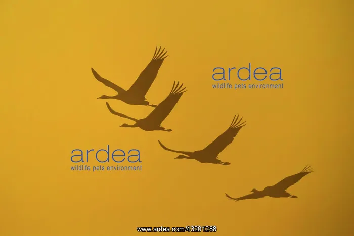 : Flying Cranes (grus grus) in front of morning sky : Flying Cranes (grus grus) in front of morning sky