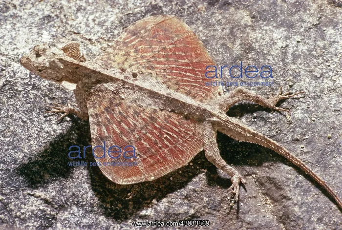 : Flying Dragon (Draco volans) : Flying Dragon (Draco volans)