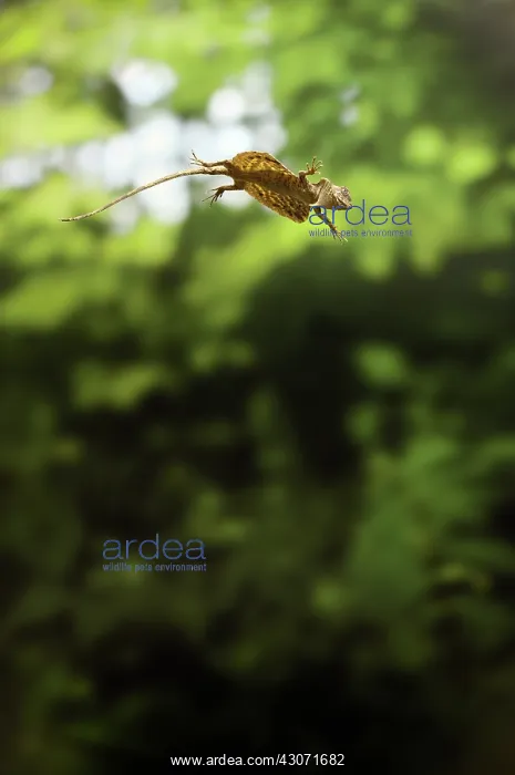 : Flying Dragon in Flight : Flying Dragon in Flight