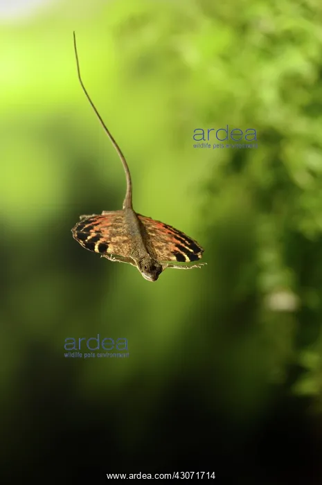 : Flying Dragon in Flight : Flying Dragon in Flight