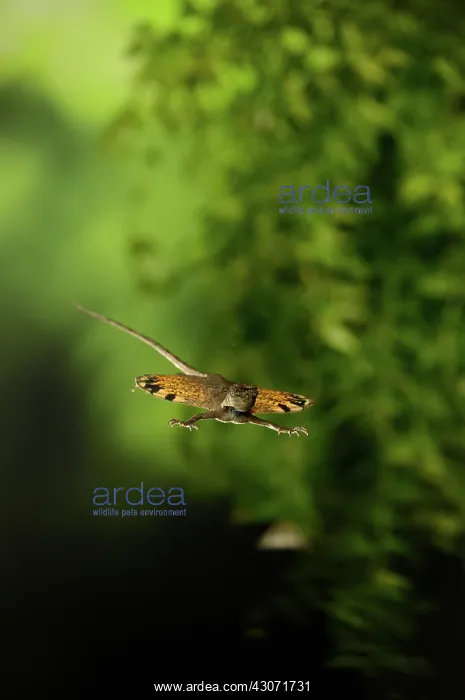 : Flying Dragon in Flight : Flying Dragon in Flight