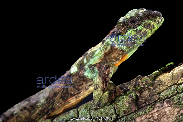 : Flying dragons are lizards that are able to spread : Flying dragons are lizards that are able to spread